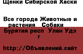 Щенки Сибирской Хаски - Все города Животные и растения » Собаки   . Бурятия респ.,Улан-Удэ г.